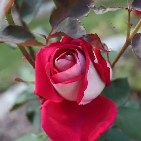 Le Moulin De Gouaix Bed & Breakfast